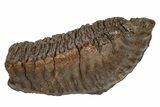 Fossil Woolly Mammoth Molar - Siberia #235036-1